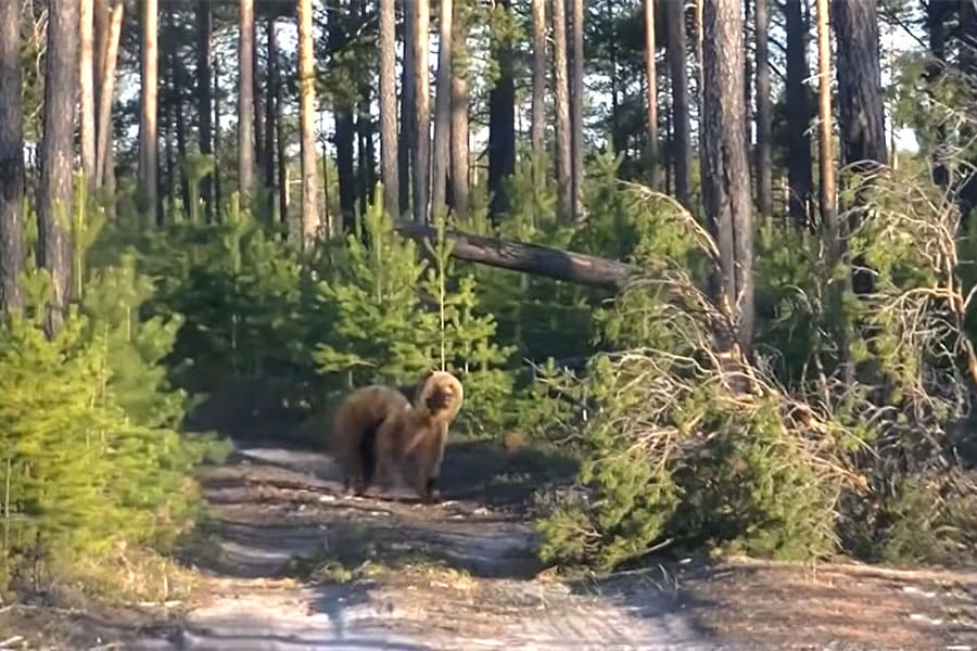 Средства защиты от нападения медведя, обзор того, что мы возим с собой